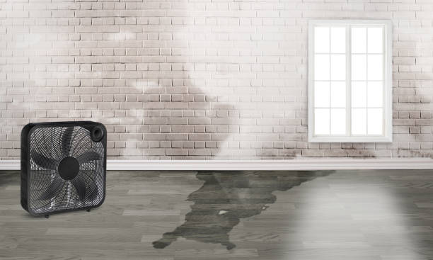 Best Mold removal after water damage  in Beckett Ridge, OH